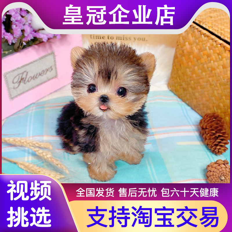 赛级纯种约克夏幼犬韩系金头雪白银超小体茶杯犬宠物狗活体狗狗