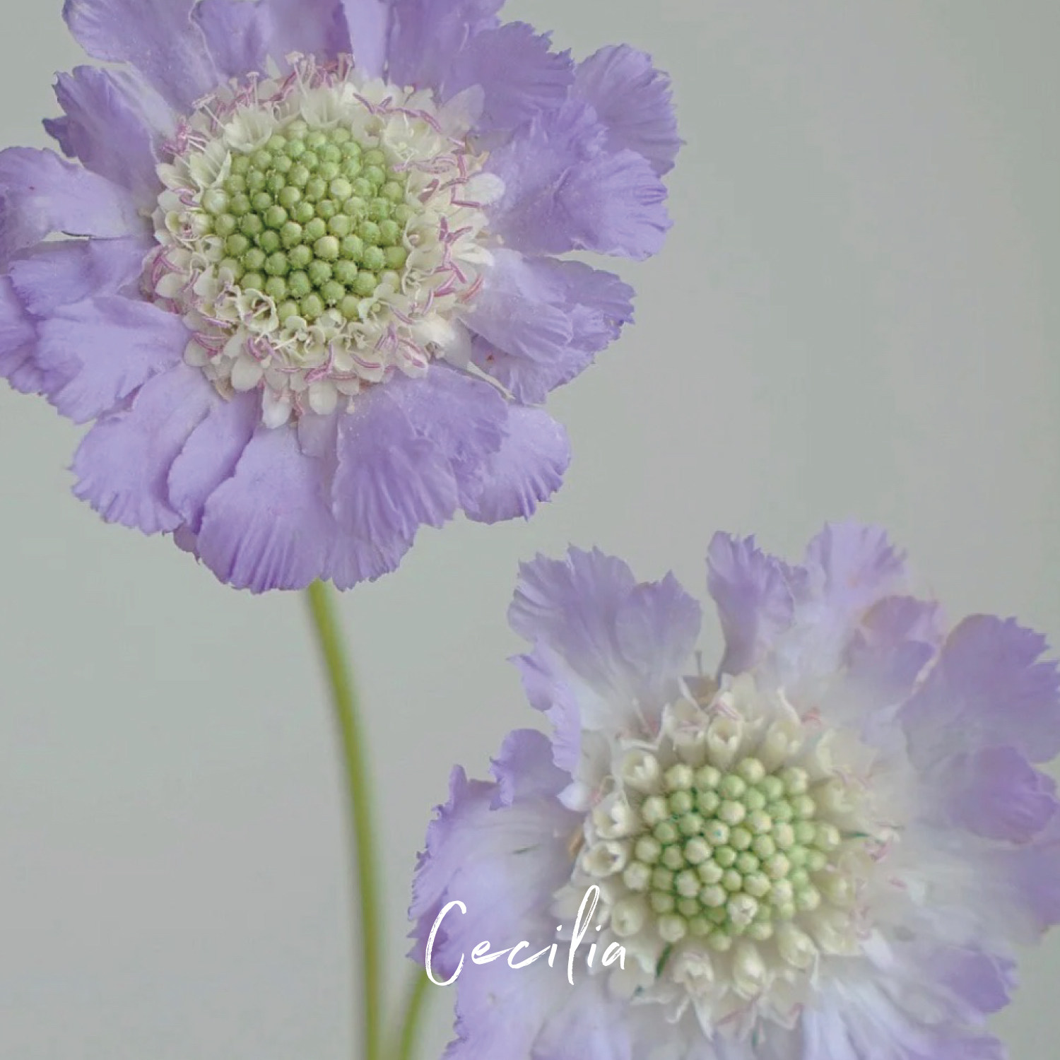 cecilia 松虫草鲜花 应季蓝盆花水养家庭插花花束 云南直发空运