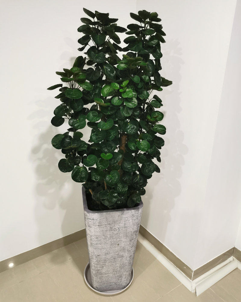 厦门花卉 钱兜/钱多多开业送礼办公室客厅室内盆栽绿植除甲醛