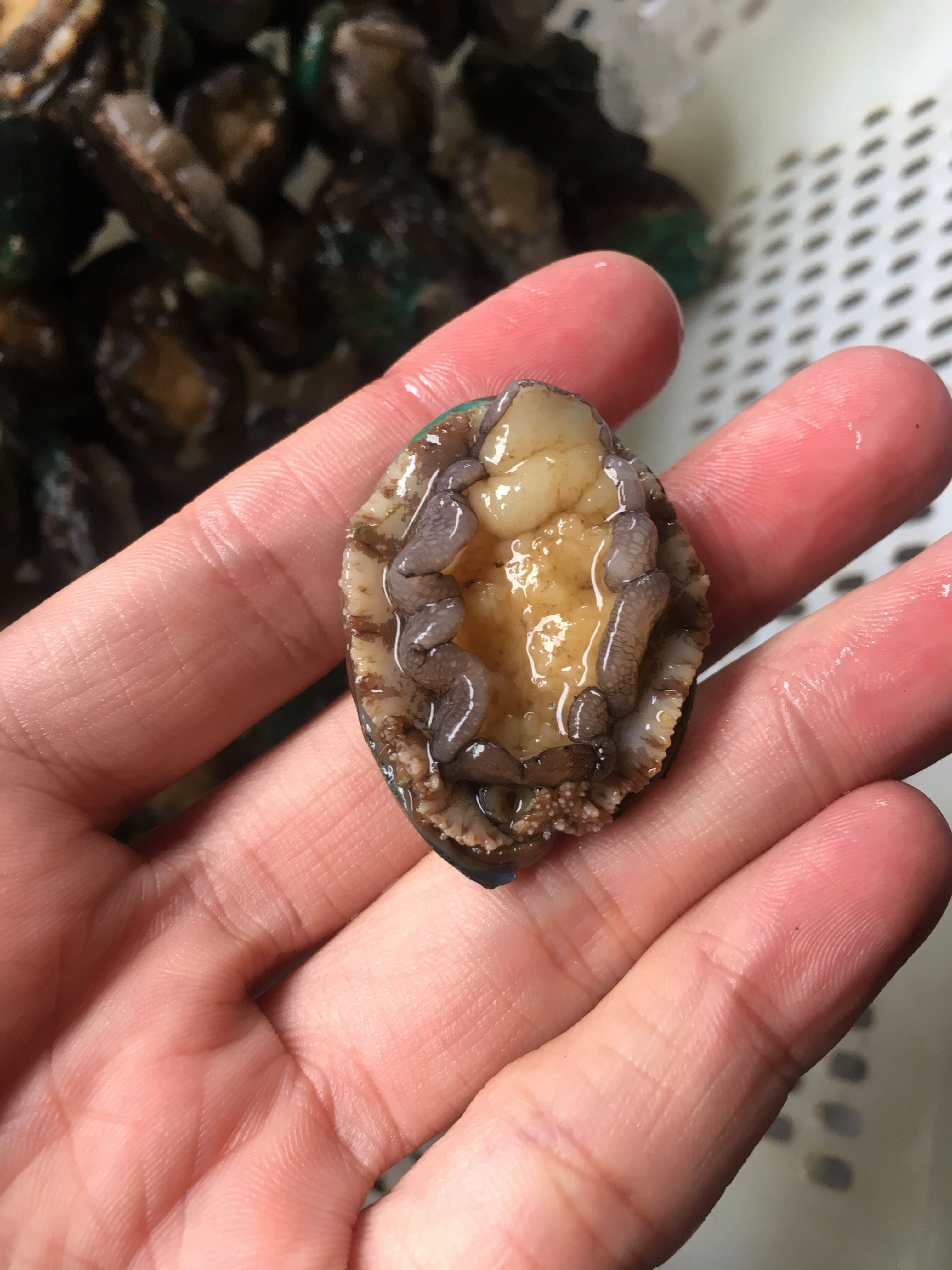 菜菜海鲜 生态养殖活冻小鲍鱼便宜实惠量又多 20个左右/500克