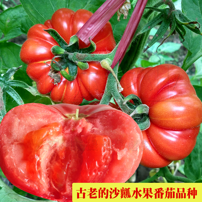 古老番茄种子沙瓤大粉西红柿春季四季