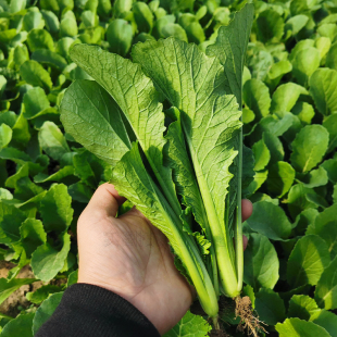 青帮小白菜种子四季播种农家蔬菜种籽小青菜种孑阳台盆栽青菜田园