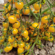 香甜黄樱桃番茄种子水果西红柿农家菜园四季播种籽盆栽小番茄种孑
