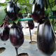 黑长茄种子紫黑茄子种籽牛心茄烧烤茄子农家四季菜园种植蔬菜种孑
