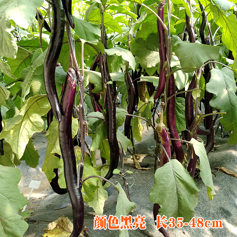 茄子种籽特大黑紫色日本长线茄子种籽