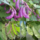 扁豆种子泰国眉豆猪耳朵紫红眉豆种紫边扁豆四季庭院种植蔬菜种孑