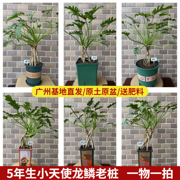 仙羽小天使龙鳞杆老桩绿植盆栽室内客厅耐阴生观叶植物蔓绿绒春羽