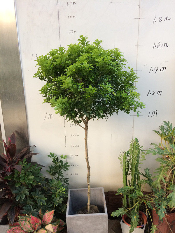 热销独杆米兰_独杆米兰 四季绿 春夏秋芳香浓郁 盆景 老桩优惠券