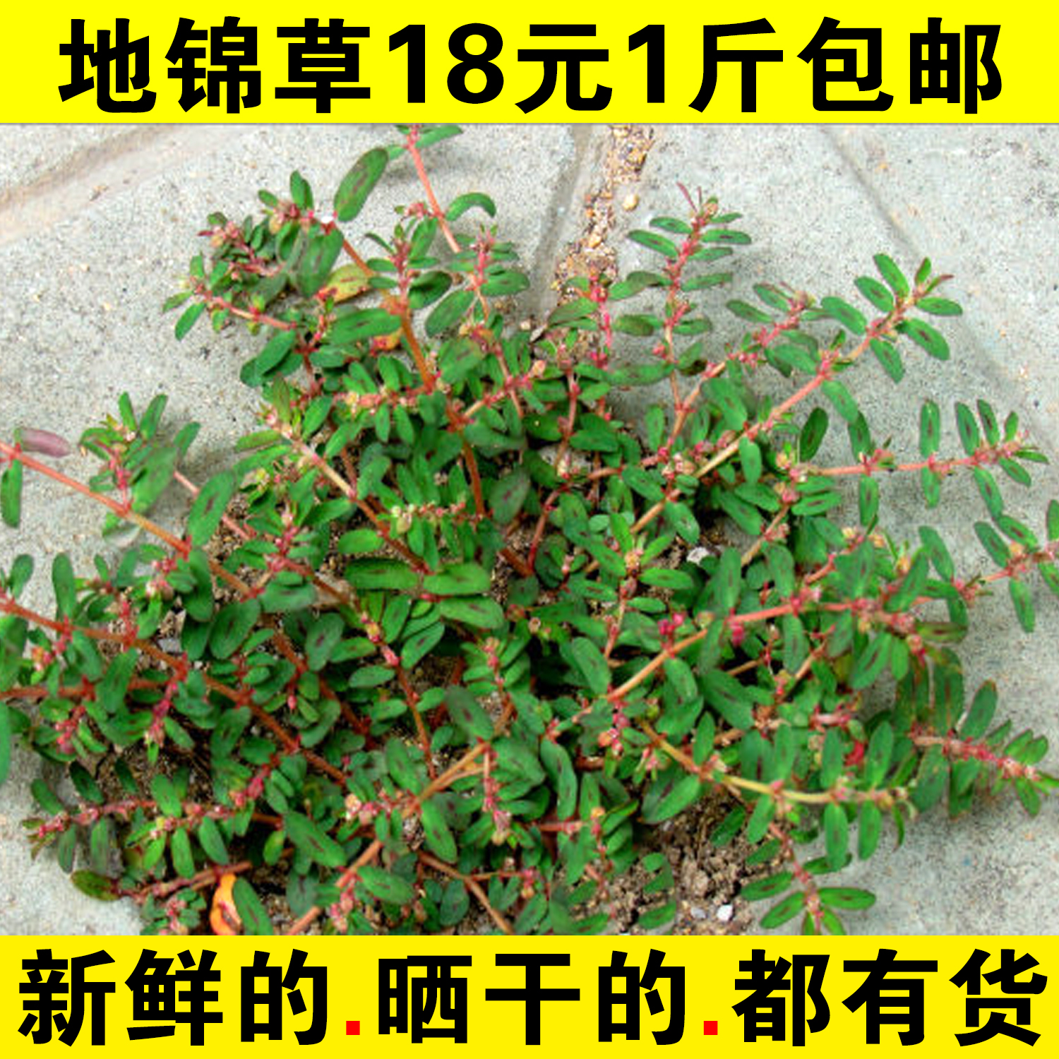 2019年新货野生地锦草一斤包邮血见愁 卧蛋草 铺地草