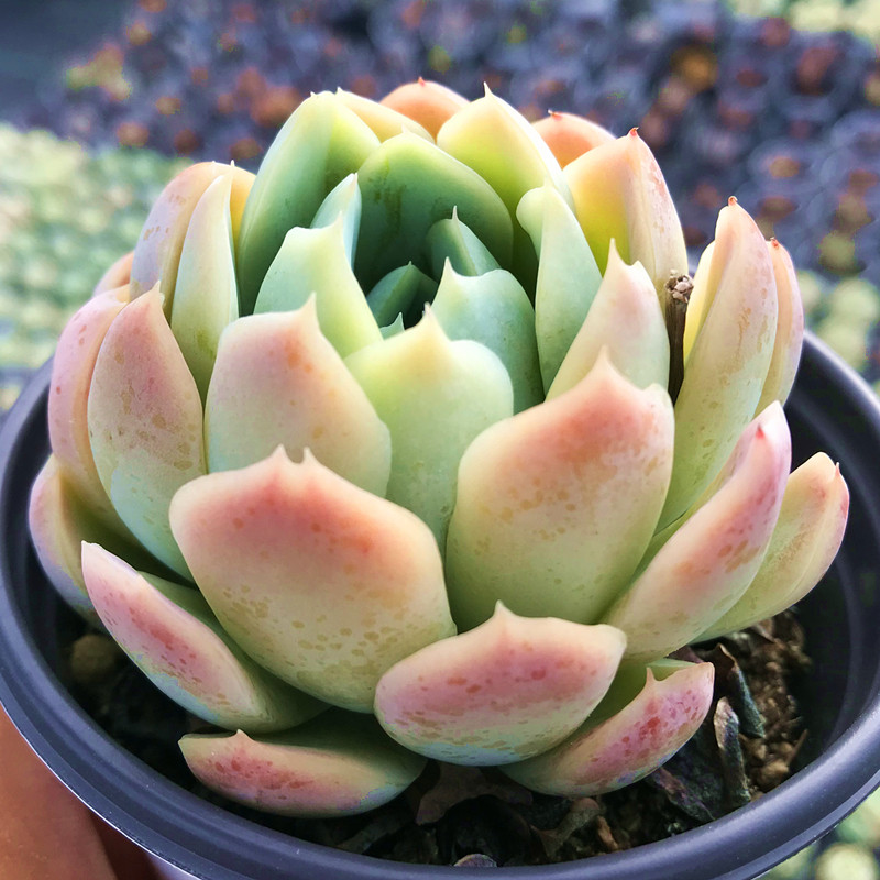 奶油贝瑞大单头 多肉植物 肉肉植物 萌肉肉组合盆栽花卉 陌上花