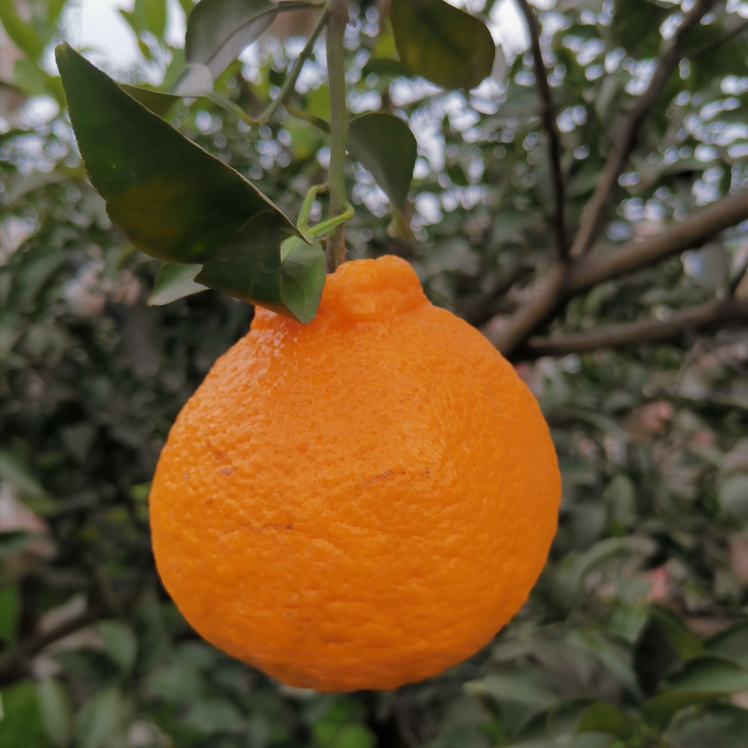 丑橘子新鲜包邮四川优惠券-搜券网