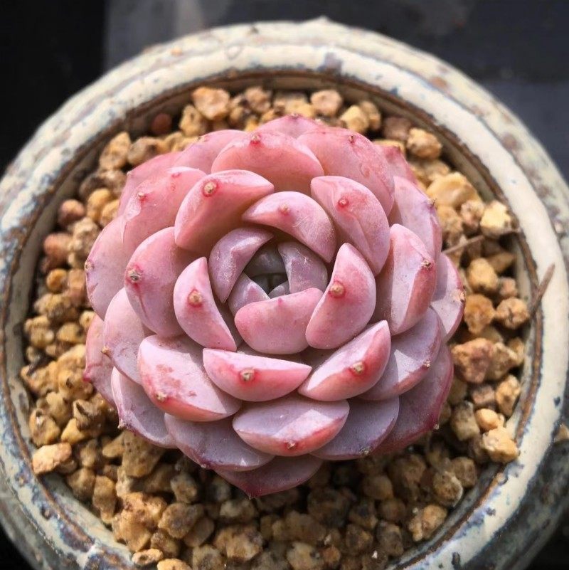 多肉植物老桩群生韩系精品恩宠爱丽女王粉色可爱萌系新手特价包邮