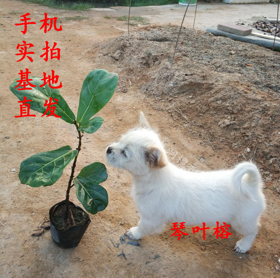 琴叶榕盆景琴叶榕树苗四季常绿琴叶榕小苗在类目 鲜花速递/花卉仿真/绿植园艺, 花卉/绿植盆栽(新), 大型绿植/成品组合盆栽中 - 来自Buy2taobao.com提供专业的淘宝代购服务