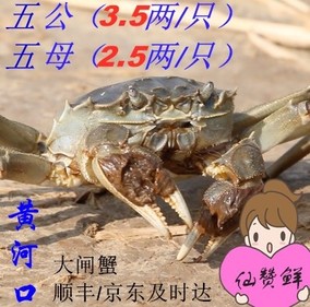 东营黄河口大闸蟹鲜活大螃蟹共10只公3.5母2.5两源头直达顺丰包邮