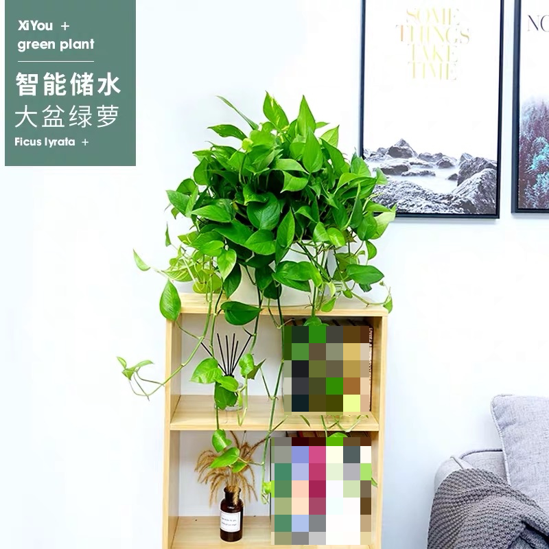 绿萝吊兰(绿萝吊兰喜阴还是喜阳)