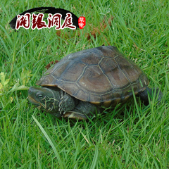包邮活体洞庭湖生态草龟中华草乌龟宠物龟 500-600g 五年龄母龟