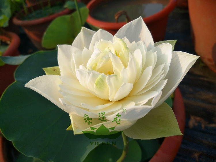 水生花卉南京艺莲苑碗莲小型荷花玉碗种藕白色时令草本花卉