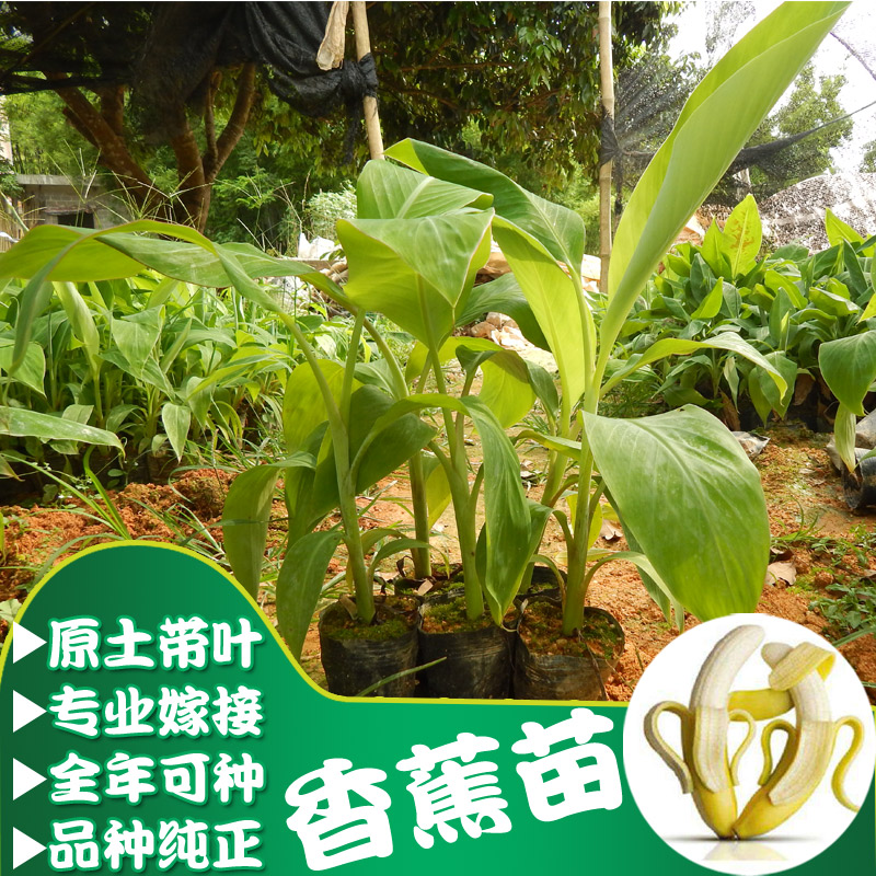 果树南方四季香蕉树苗皇帝蕉矮化蕉芭蕉西贡蕉粉蕉盆栽香蕉苗包邮在类目 鲜花速递/花卉仿真/绿植园艺, 花园植物/行道树/果树, 果树中 - 来自Buy2taobao.com提供专业的淘宝代购服务
