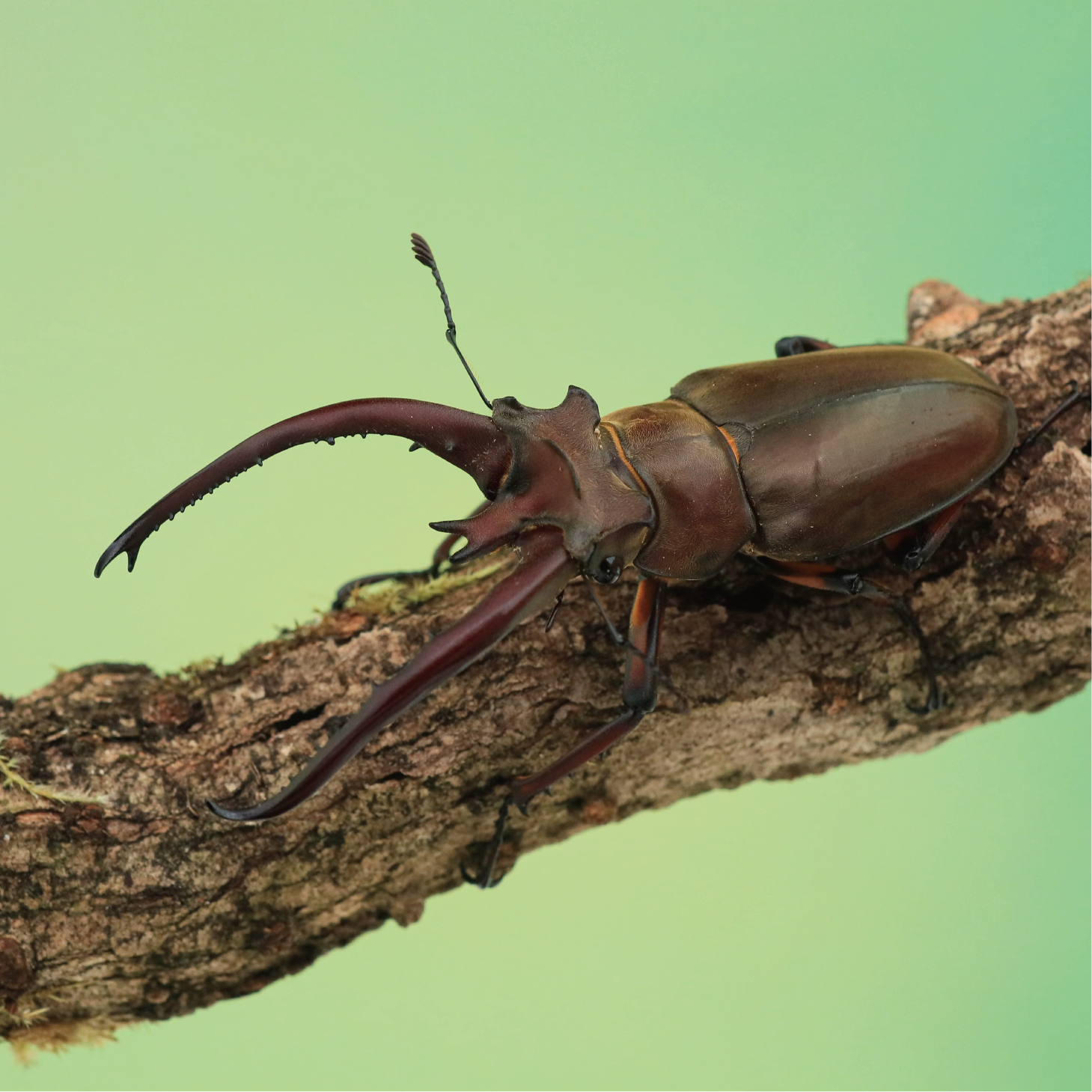 甲壳虫昆虫咬人图片