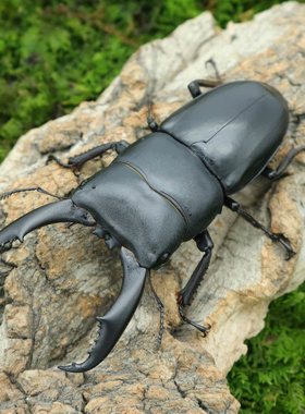 牧野虫社西南扁锹甲独角仙甲虫爬宠活体锹形虫昆虫中国大扁兜虫