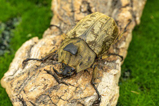 牧野虫社云顶小兜独角仙甲虫爬宠活体锹形虫昆虫锹甲中国大扁兜虫