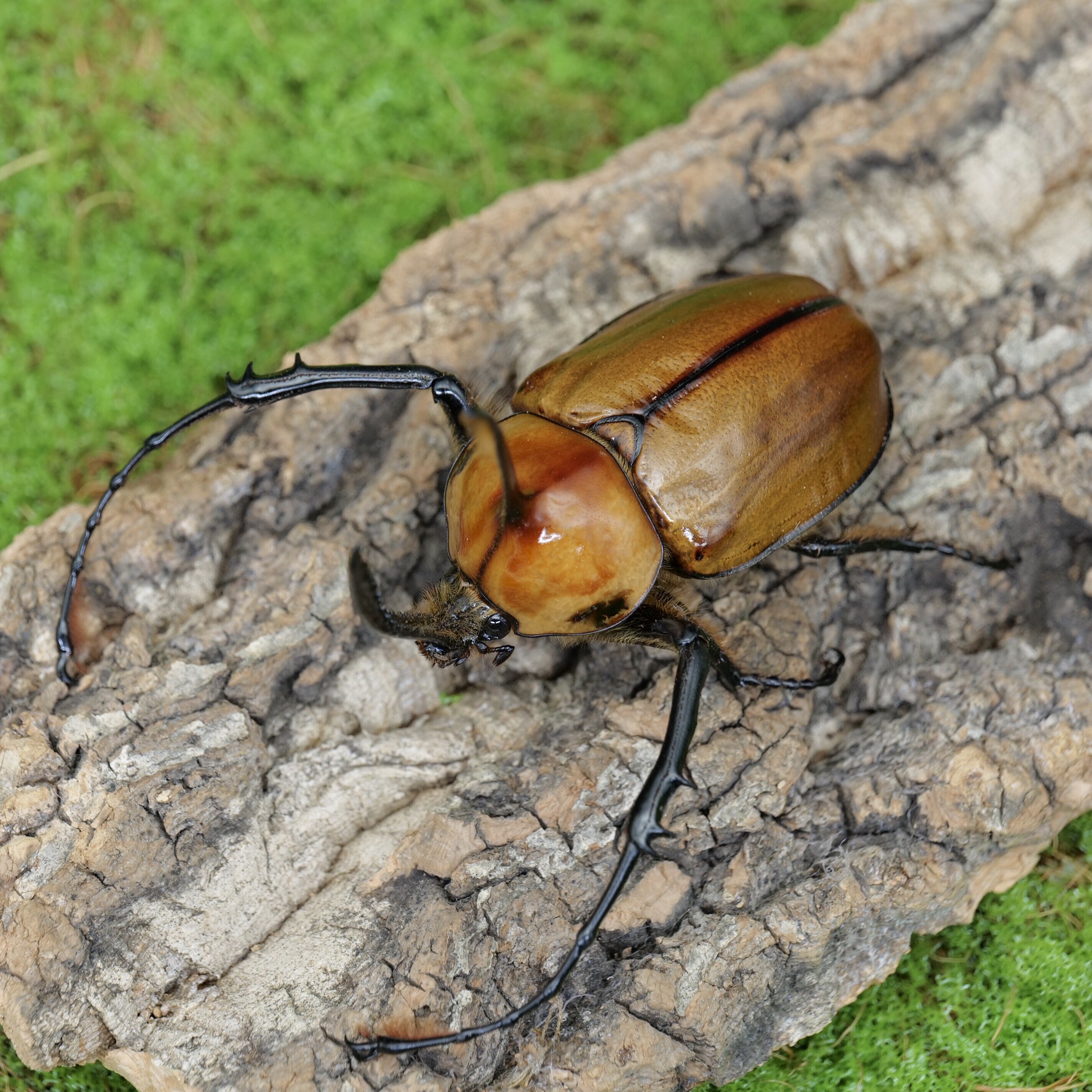 牧野虫社波特莱竖角兜独角仙甲虫爬宠活体锹形虫昆虫锹甲兜虫