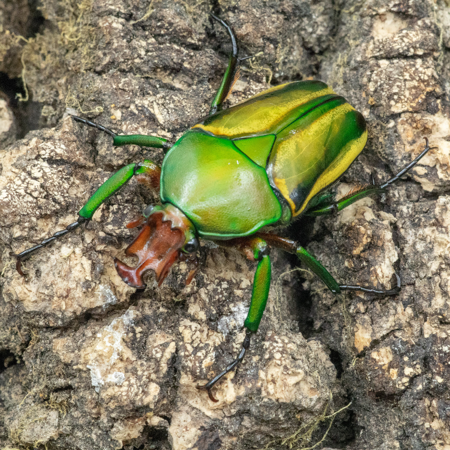 锹形虫-特价促销-优惠券领取-价格|多少钱|什么牌子好-35优惠券网站