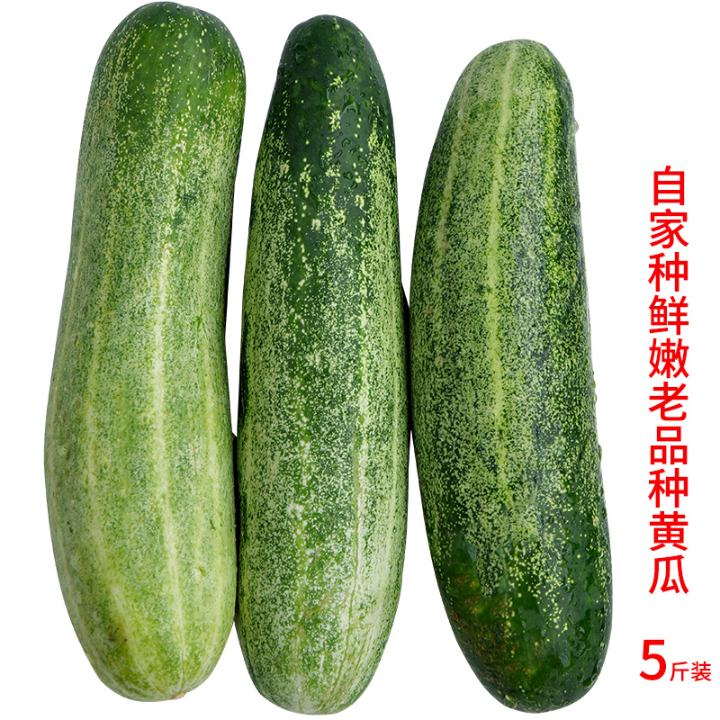 福建漳州生吃土黄瓜肉黄瓜吊瓜老黄瓜新鲜蔬菜农家种植水果5斤装