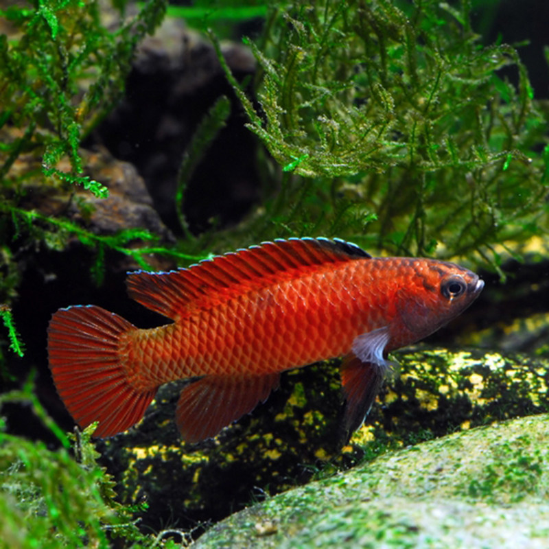 盈江变色龙黛鲈中国麒麟变色龙金橘云南原生稀有冷水鱼盈江条鳅