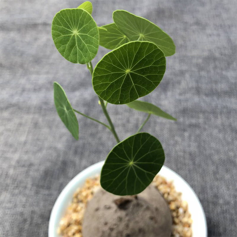 富强花卉泰国圆叶立枝山乌龟素可泰非爬藤耐阴植物稀有块根块茎