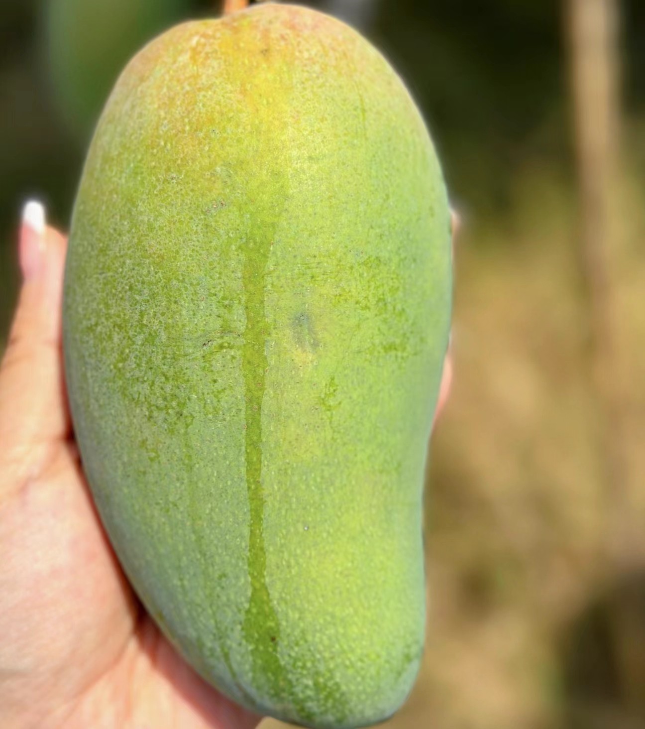 小青芒果海南三亚特产热带当季新鲜水果大甜心5