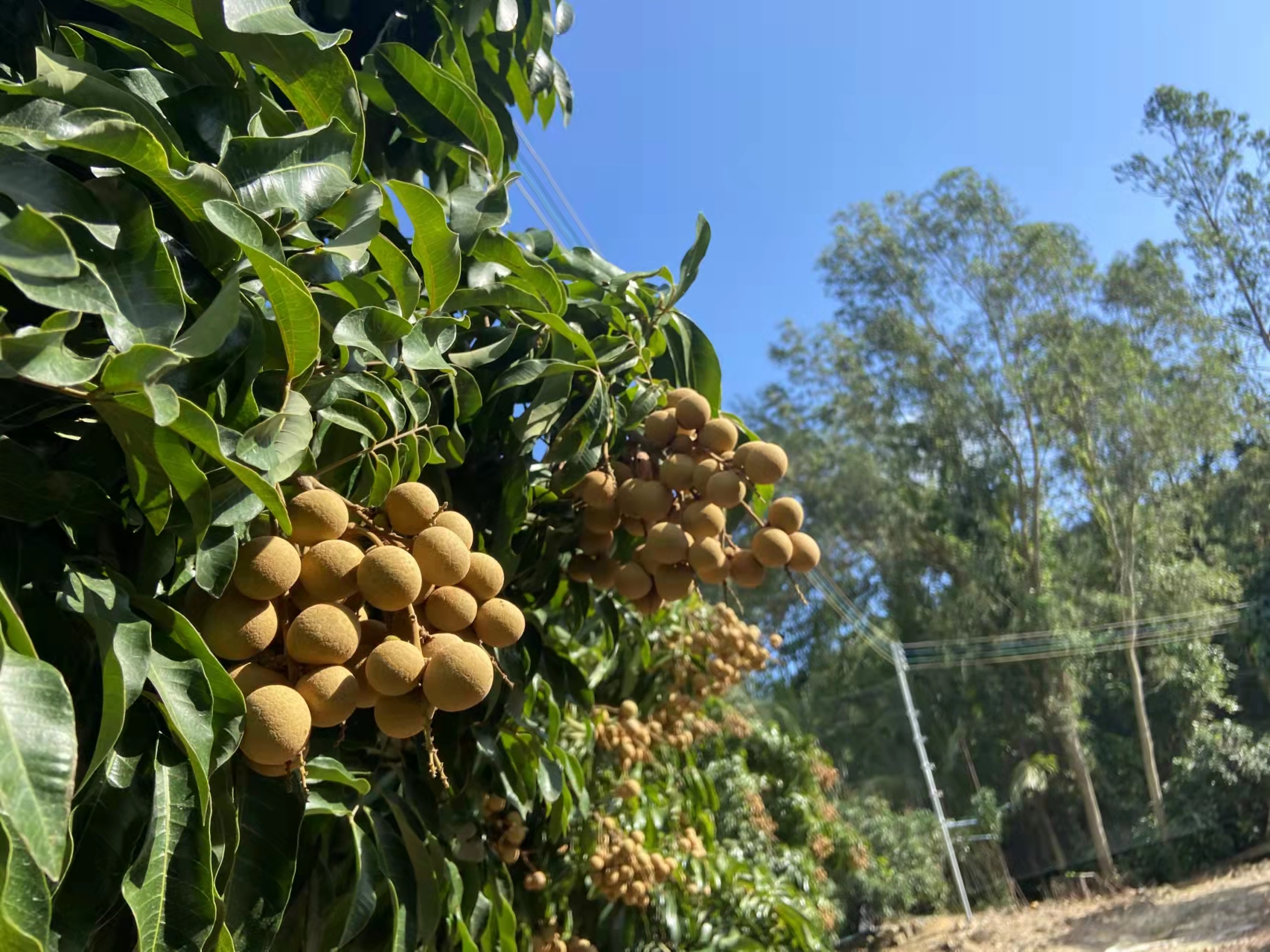 龙眼蚂蚁庄园_龙眼和桂圆蚂蚁庄园_蚂蚁庄园龙眼桂圆