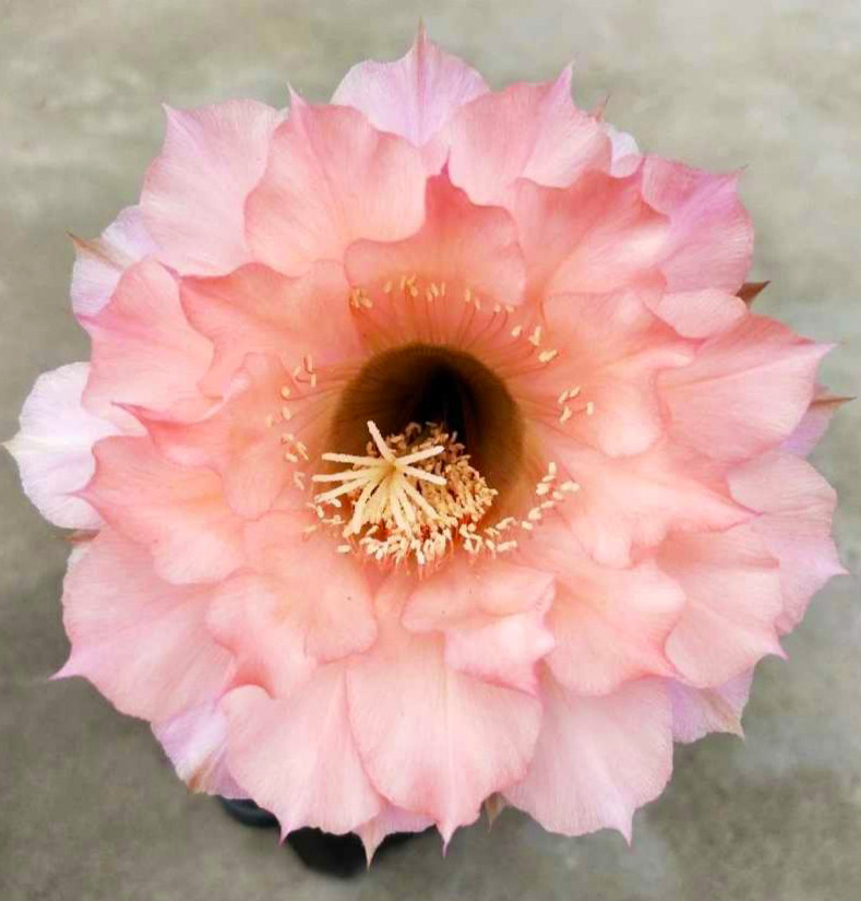 进口席克氏彩草 睡美人(sleeping beauty) 多肉植物仙人球