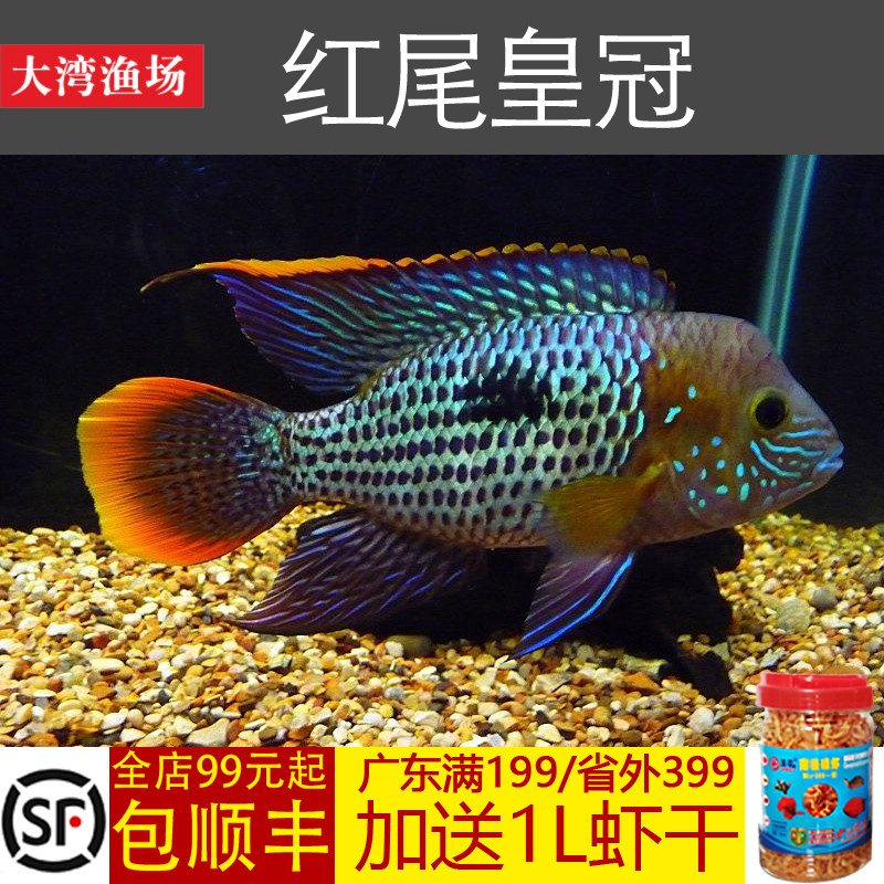 【大湾渔场】红尾皇冠鱼活体老寿星鱼蓝面财神中大型