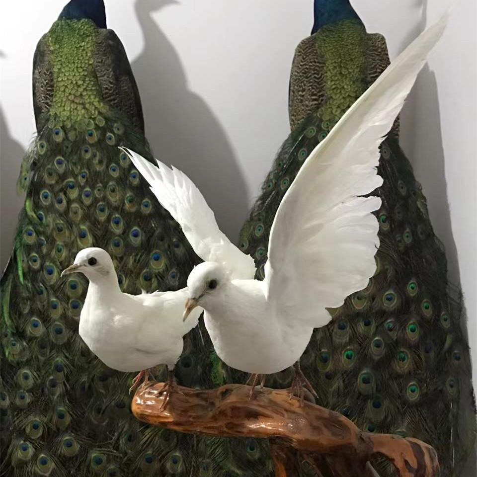 加工定制鸟类动物模型摆件教学科普陈列装饰道具鸽子标本现货直销