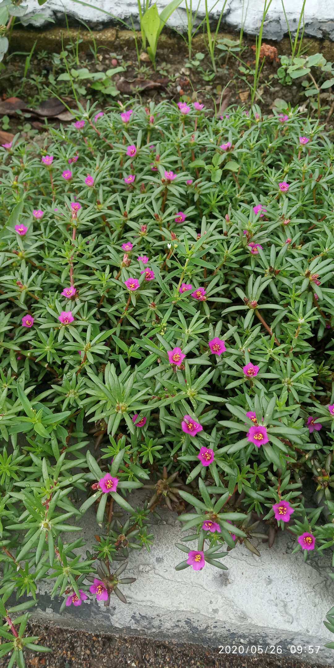 包邮潮汕青草药野生现采新鲜毛马齿苋禾雀舌午时花肩烂草