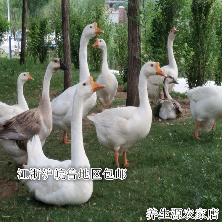 Promotion specialty Farm Backyard Goose Goose Old geese fresh Live geese And sellin the Aquatic meat/Fresh fruits and vegetables/Cooked , Raw meat/Meat , Goose category - from Buy2taobao.com to provide professional Taobao agent buy service