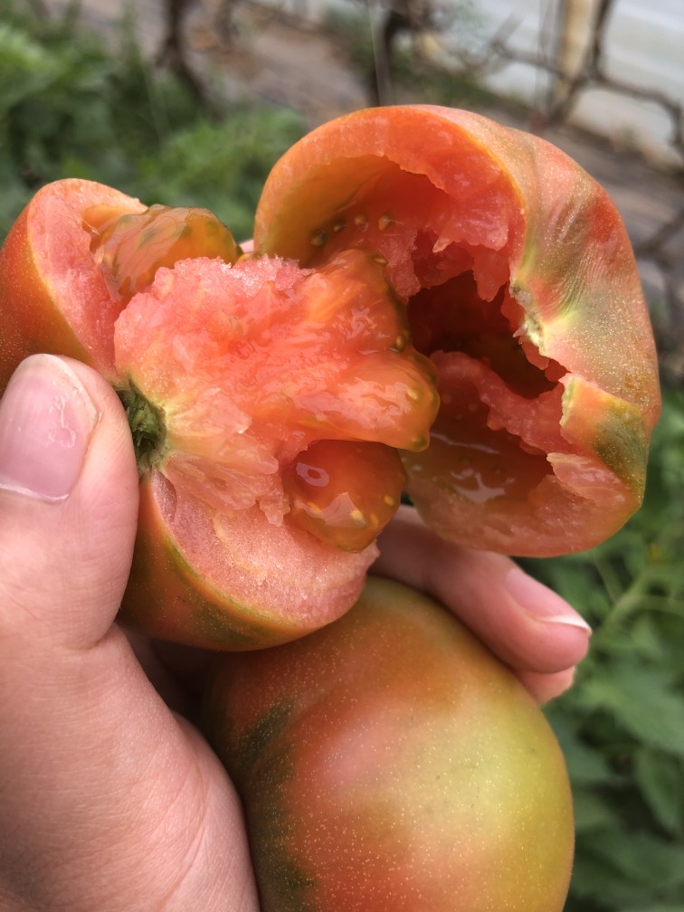 自然熟西红柿  自家种产量低味道好  酸甜的 西红柿味道浓 限北京