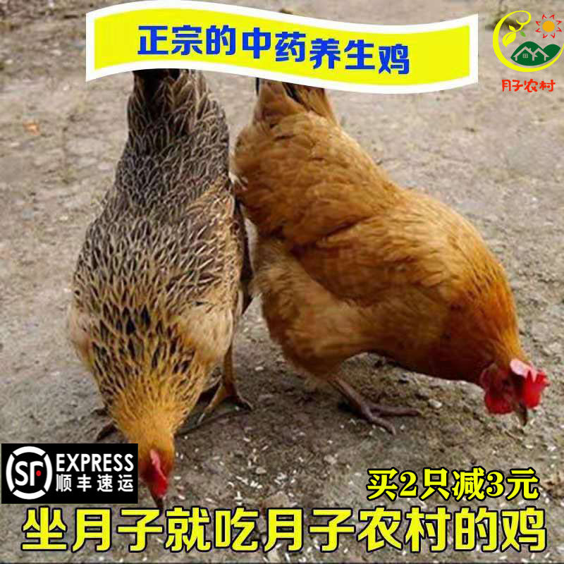 农家散养2年老母鸡散养土鸡柴鸡月子草鸡笨鸡走地鸡公鸡活鸡现杀