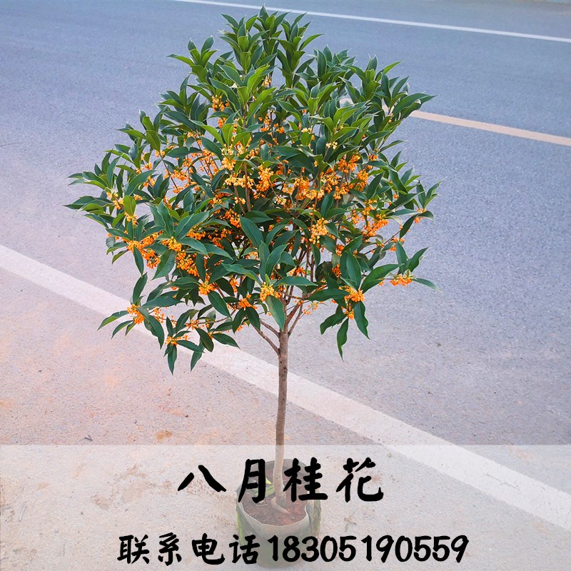 桂花树苗盆栽浓香花卉四季常青景原生高杆金桂丹桂天香台阁沉香桂