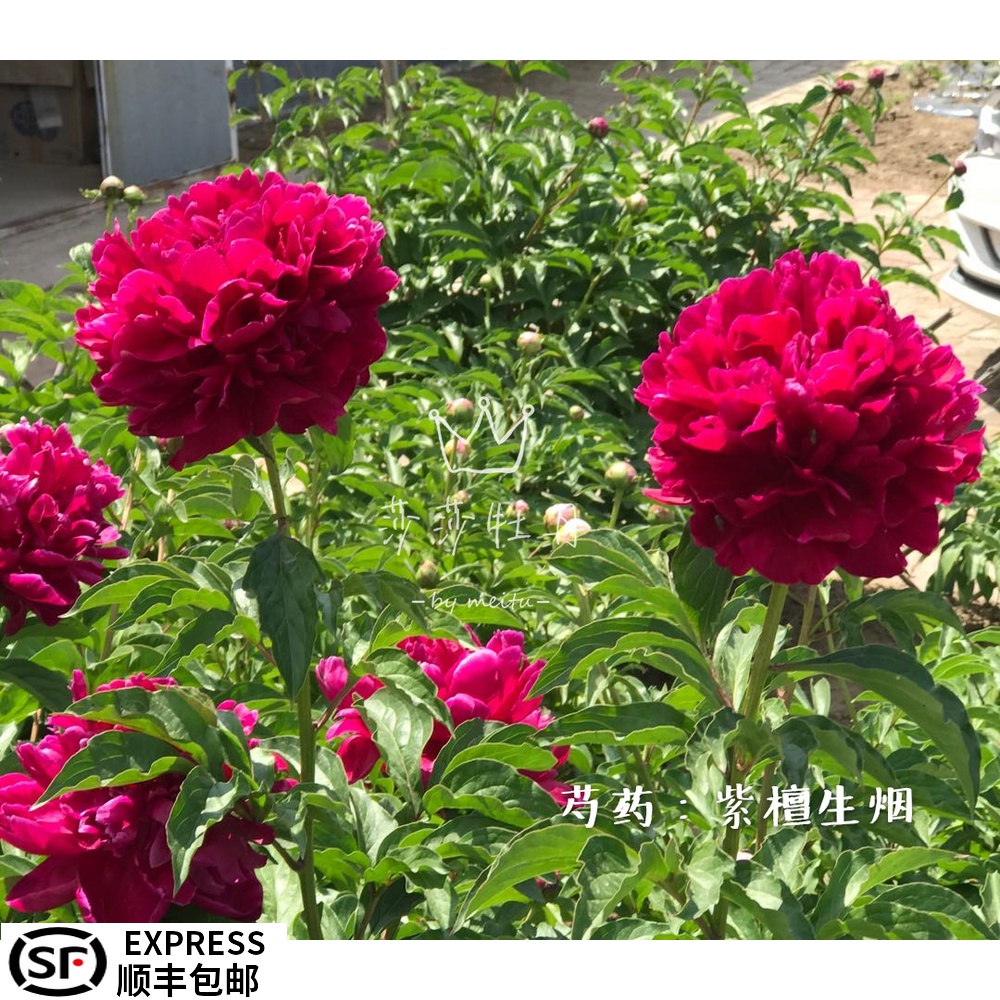 莎莎牡丹 紫檀生烟菏泽观赏芍药切花种苗庭院花卉种植2020秋季发在类目 鲜花速递/花卉仿真/绿植园艺, 花卉/绿植盆栽(新), 花卉中 - 来自Buy2taobao.com提供专业的淘宝代购服务