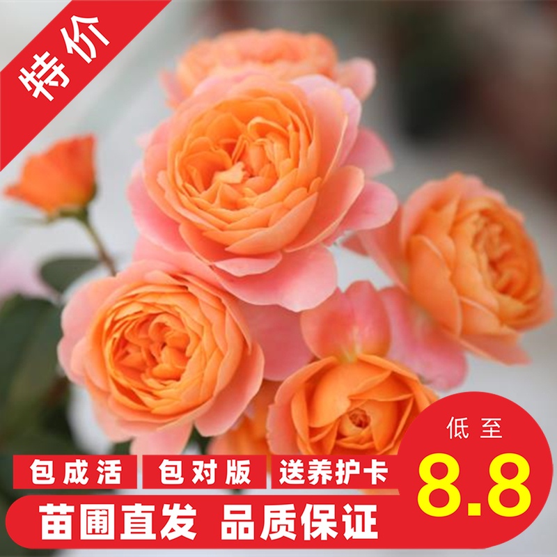 月季花苗果汁阳台四季开花丰花勤花微月盆栽花苗岁月静好玫瑰园|ruв категории доставка цветов/цветок моделирования/растения садоводства, цветок/растения в горшках (новый), цветок - от Buy2taobao.com для оказания профессиональной услуги покупки агента Taobao