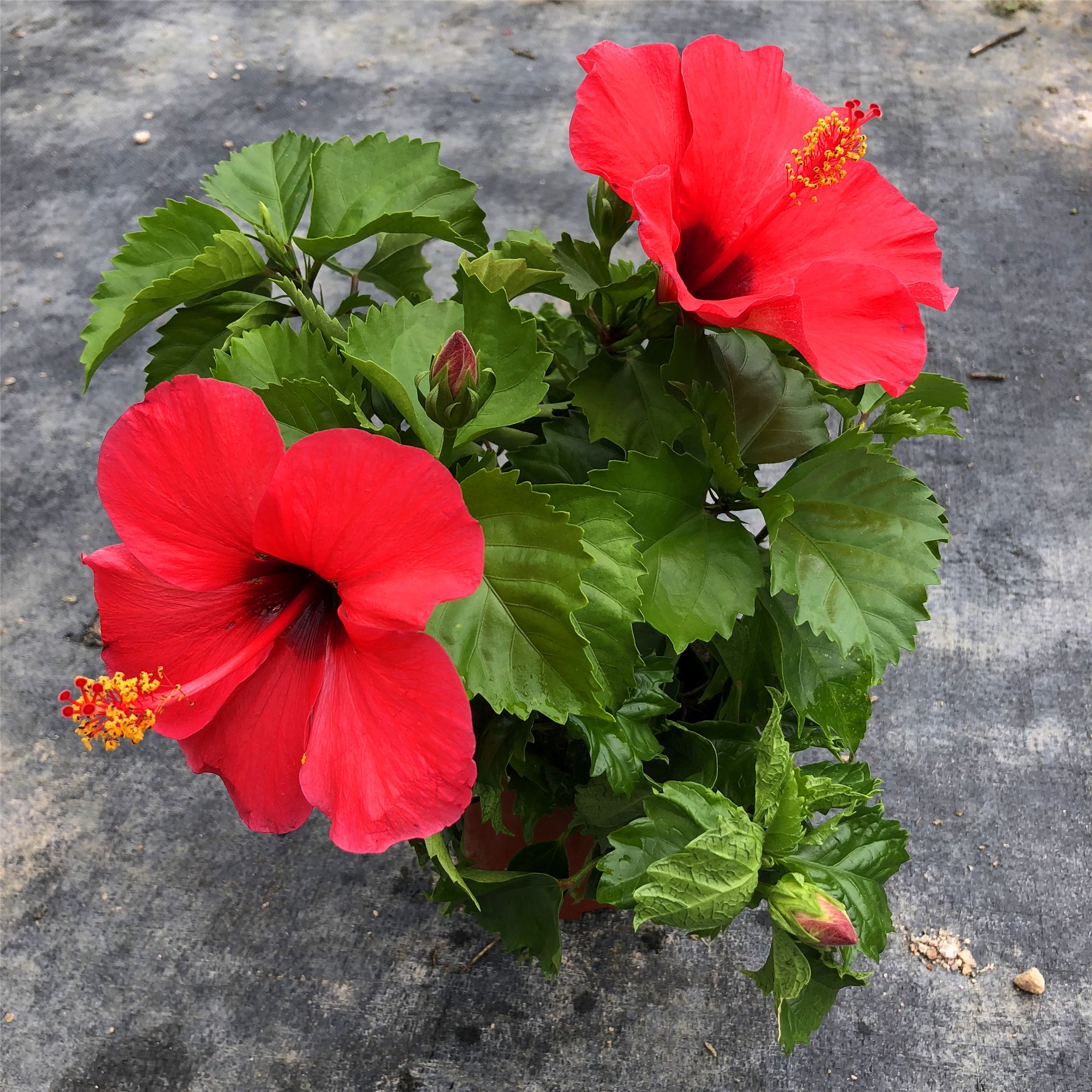 一折绿色植物四季常青