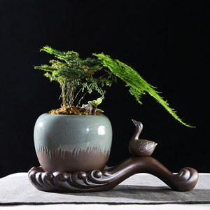 【文竹盆景花盆室内图片】文竹盆景花盆室内图片大全_q友网