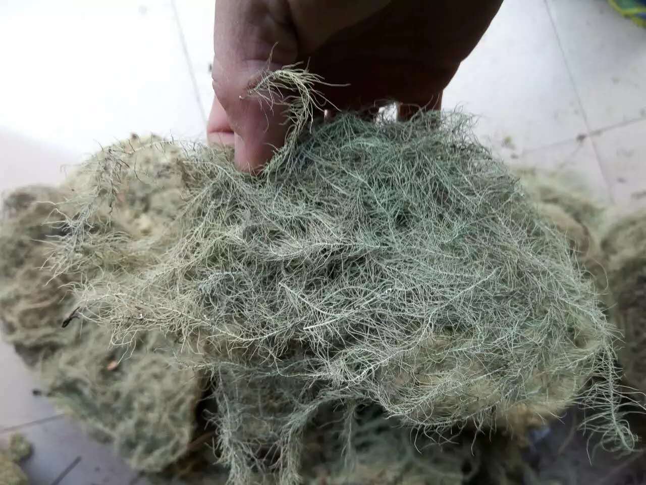 玉龙灵芝堂云雾草金线草树挂野生松萝老君须龙须草中药材500g包邮