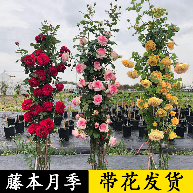 爬藤月季花苗四季开花藤本月季盆栽室外庭院爬藤植物欧月玫瑰花卉