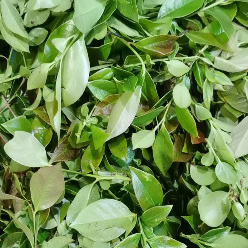 乌米饭叶黑饭叶鲜乌饭叶乌饭草叶南烛叶乌米叶 500克苏浙沪皖包邮