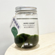 鱼缸造景懒人水草mossball绿球藻生态瓶微景观淡水观赏活植物包邮
