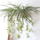 壁挂花仿真植物吊兰绿萝藤曼垂吊盆栽花艺墙面室内客厅假花摆设件