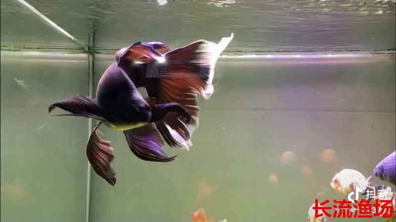 球体黑彗星球型黑蝴蝶鲤长尾飘逸大鳍台湾新品种冷水观赏鱼活体